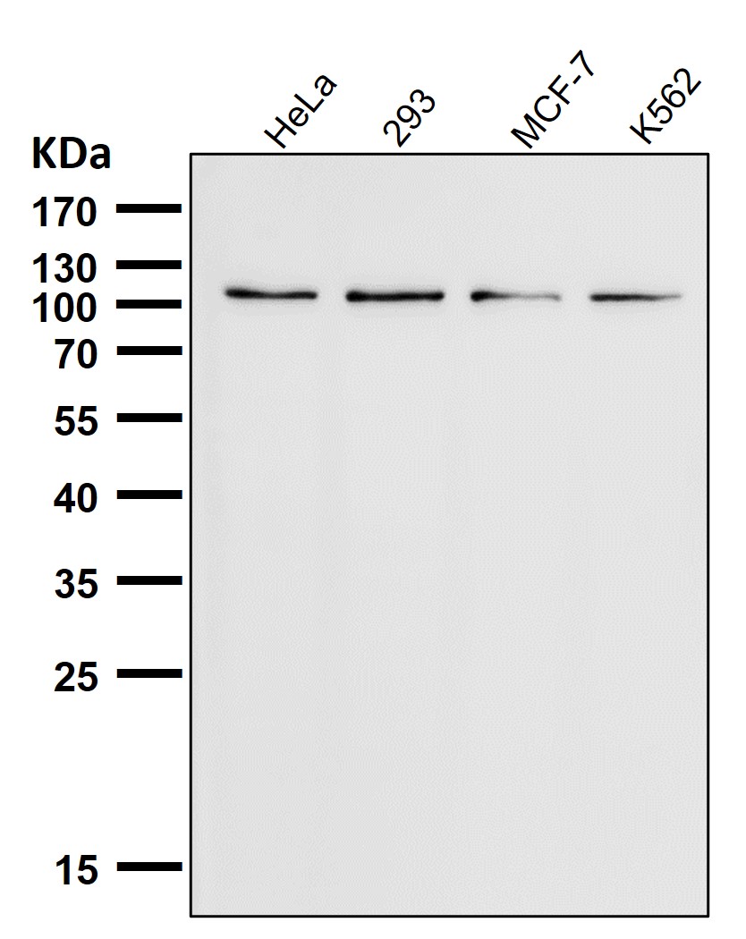 TRPM8