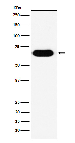RNF8