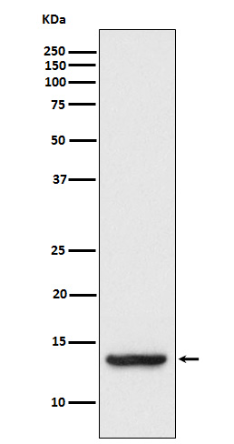 TAX1BP3
