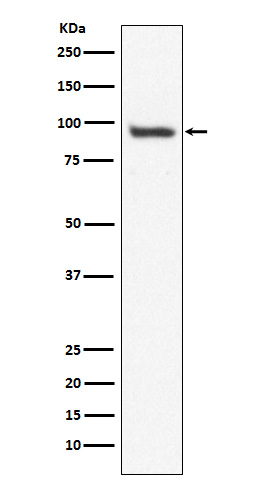 USP13
