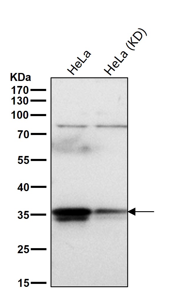 Rabbit Monoclonal to HuR/ELAVL1