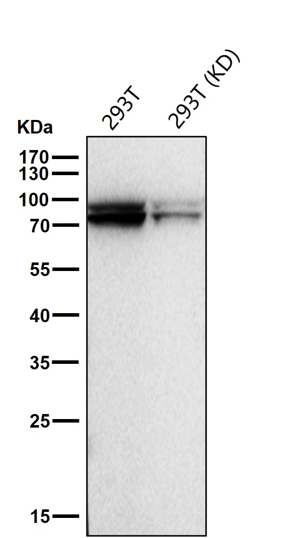 Rabbit Monoclonal to Cullin1