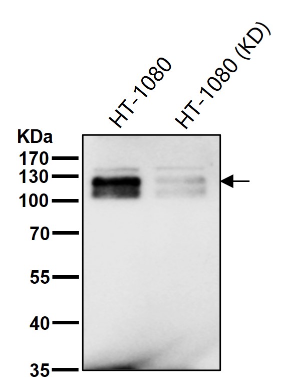 Rabbit Monoclonal to KSR1