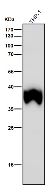 Rabbit Monoclonal to TMEM173