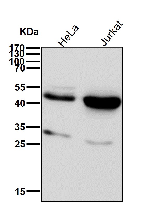 Rabbit Monoclonal to TMEM173