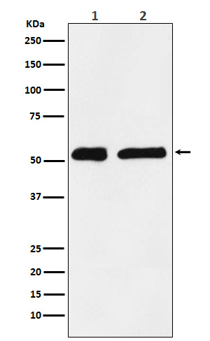 KPNA2