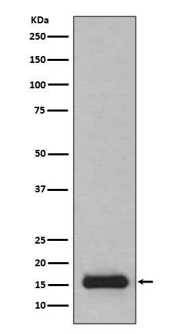 PFDN5