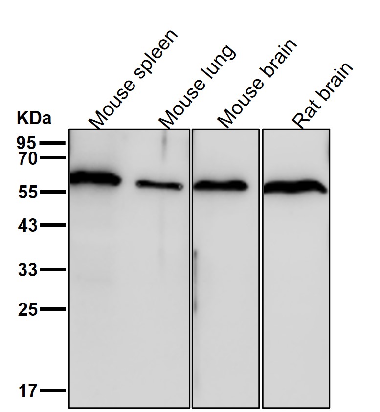 Rabbit Monoclonal to UAP1