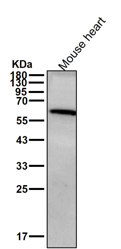 Rabbit Monoclonal to UAP1