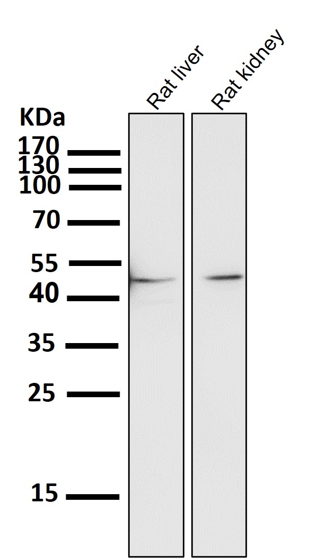 WDR4