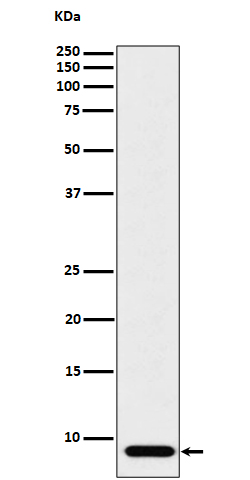ATP5G1