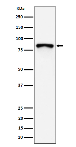 MS4A14