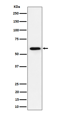 PRPF31