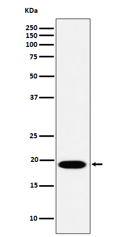 MSRB3