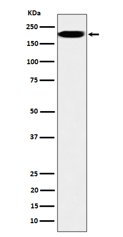 IQGAP2
