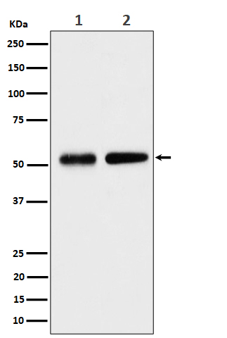 Septin8