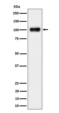 Nesprin 3