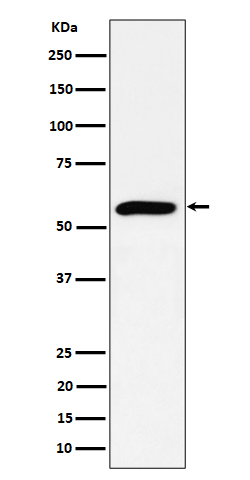 PRPF4
