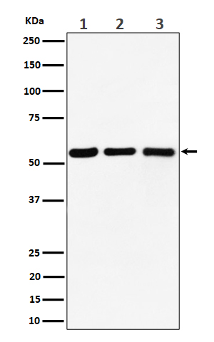 PRPF4
