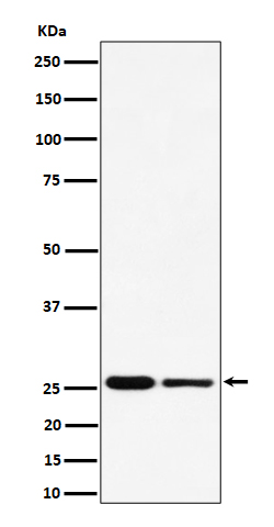 PMF1