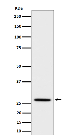 Adiponectin