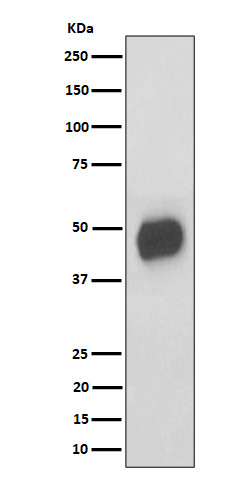 CD147