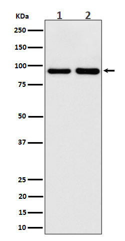 CSDE1