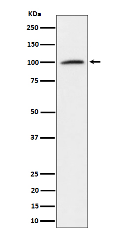Nucleolin