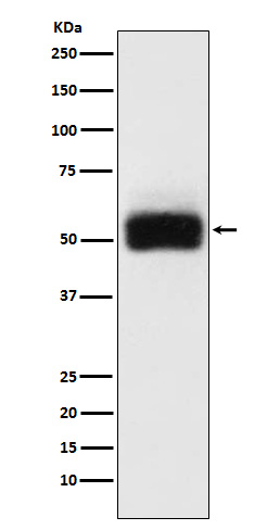 MMP17