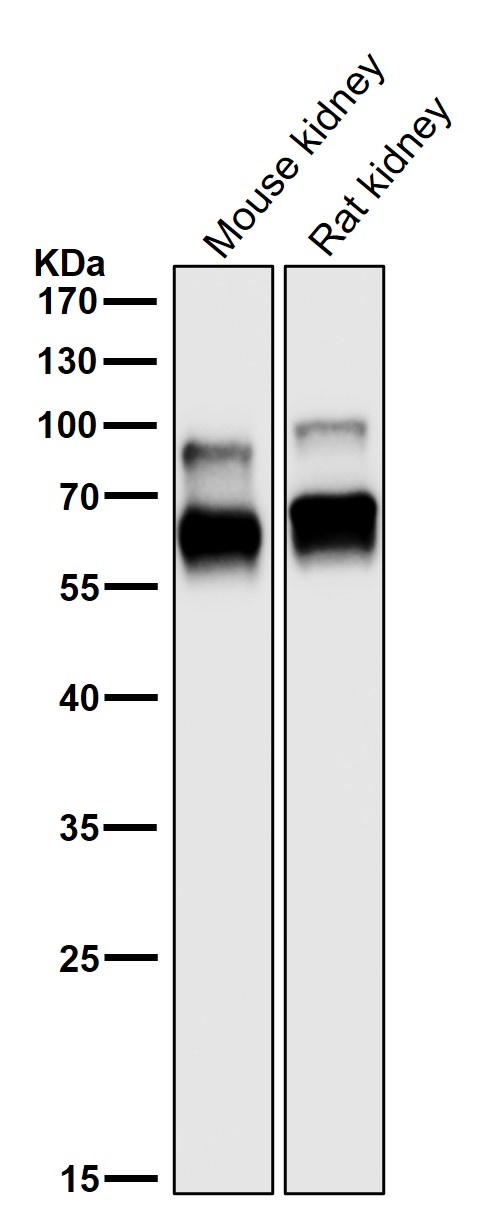CRMP1