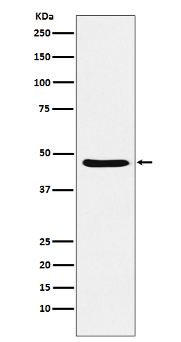 Dopamine Receptor D3