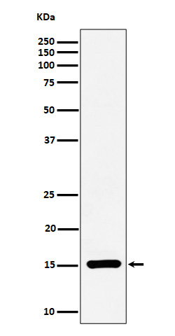 Histone H3(symmetricdimethylR17)