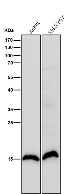 Rabbit Monoclonal to Histone H3(symmetricdimethylR17)