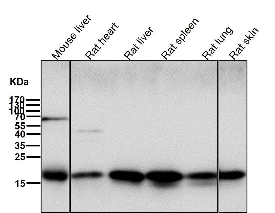 Rabbit Monoclonal to FHIT