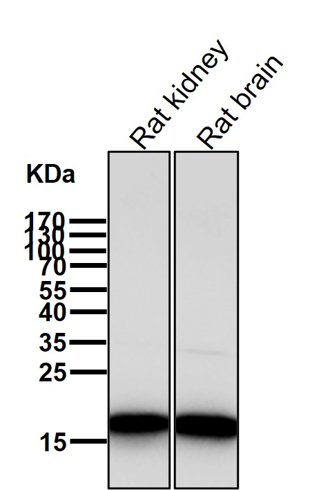 Rabbit Monoclonal to FHIT