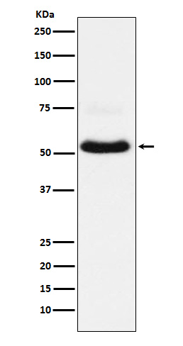 VGLUT1