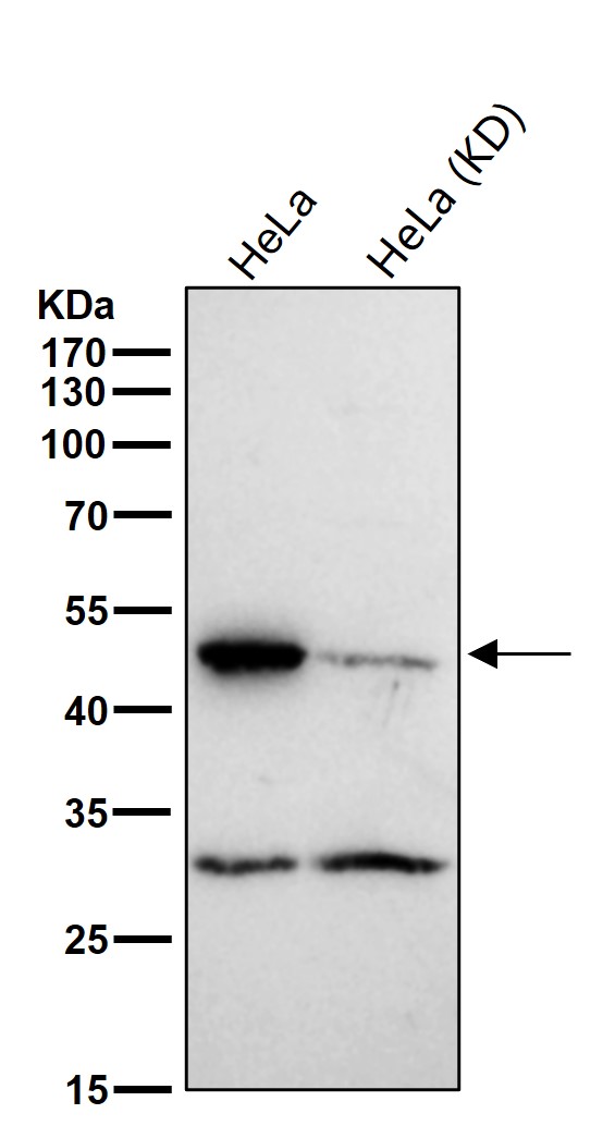 Rabbit Monoclonal to DEK