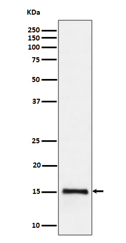Histone H3(dimethylK79)