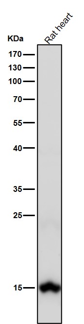 Rabbit Monoclonal to Histone H3(dimethylK79)