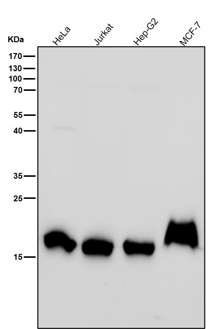 Rabbit Monoclonal to Histone H3(dimethylK79)
