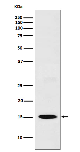 CXCL11