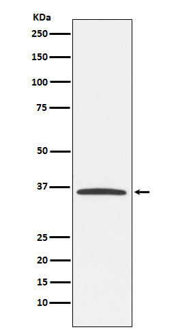 E2F6