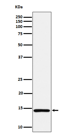 Histone H2A(monomethylK118)