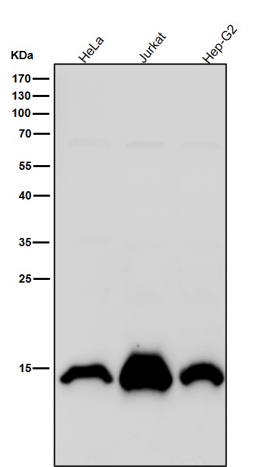 Rabbit Monoclonal to Histone H2A(monomethylK118)
