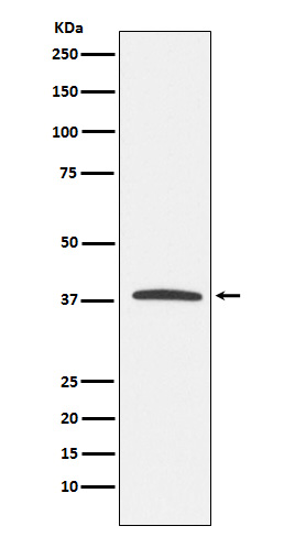 KLRG1