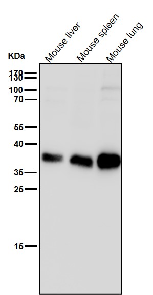 Rabbit Monoclonal to KLRG1