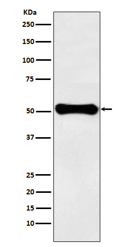 Rabbit Monoclonal to GLUD1