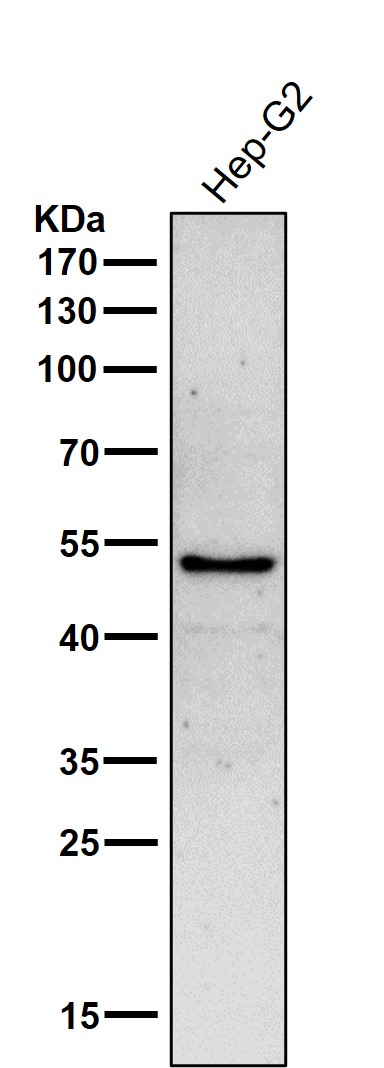Rabbit Monoclonal to GLUD1