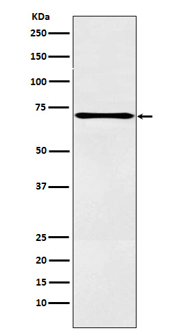 LOX12