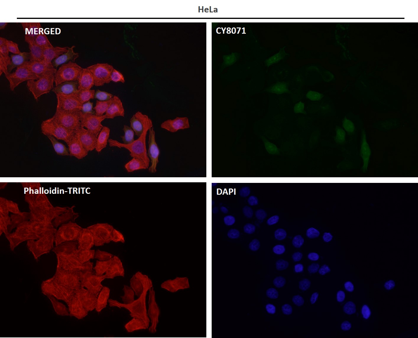 Rabbit Monoclonal to PER2